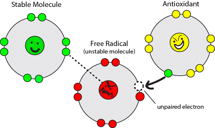 Neutralize Harmful Free Radicals – Aqua Sparkletts
